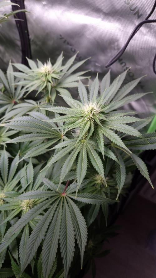 🥦Sticky Broccoli - EC 2026🏆. Week 9