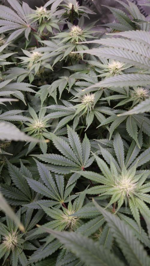 🥦Sticky Broccoli - EC 2026🏆. Week 9