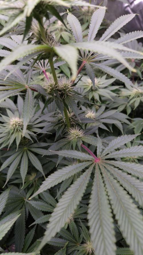 🥦Sticky Broccoli - EC 2026🏆. Week 9