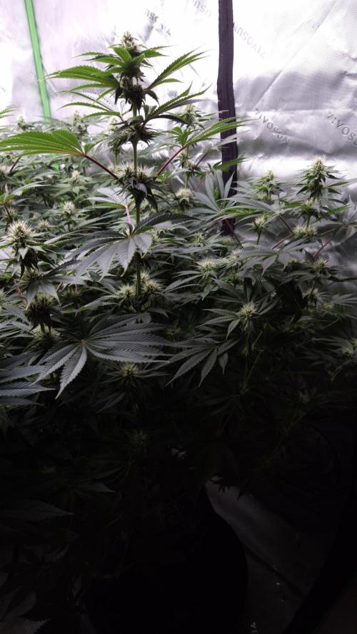 🥦Sticky Broccoli - EC 2026🏆. Week 10