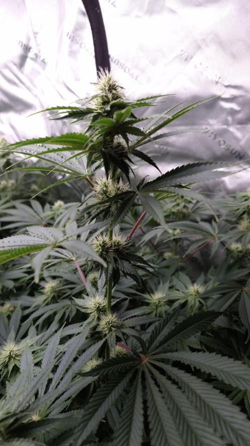 🥦Sticky Broccoli - EC 2026🏆. Week 10