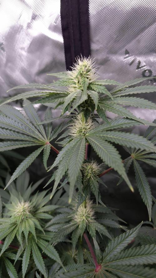 🥦Sticky Broccoli - EC 2026🏆. Week 10
