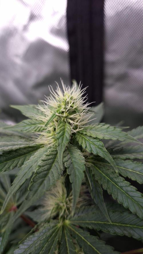 🥦Sticky Broccoli - EC 2026🏆. Week 10