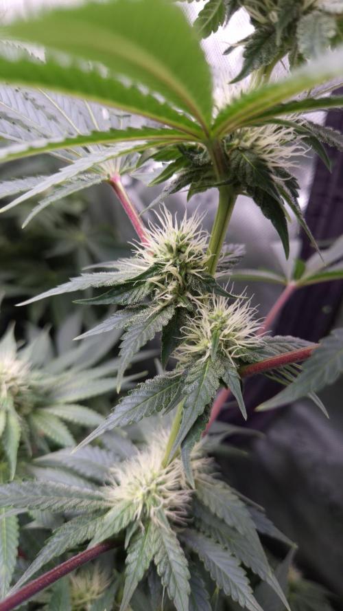 🥦Sticky Broccoli - EC 2026🏆. Week 10