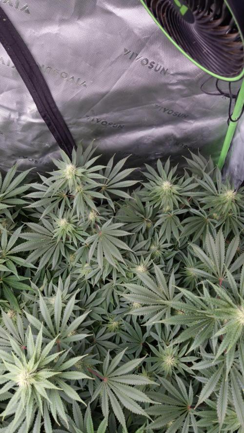 🥦Sticky Broccoli - EC 2026🏆. Week 10