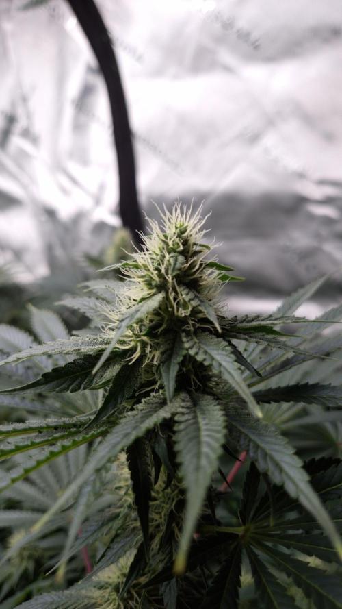 🥦Sticky Broccoli - EC 2026🏆. Week 10