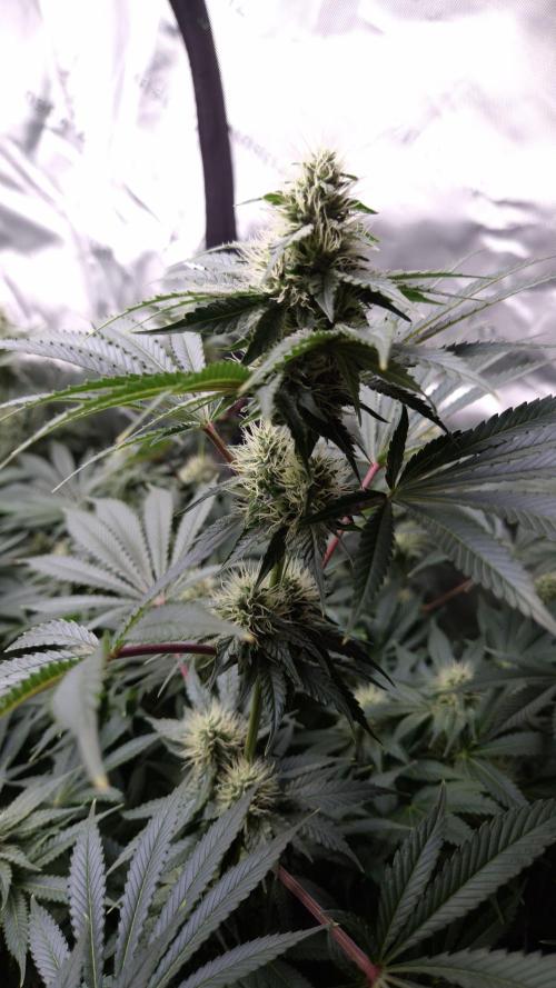 🥦Sticky Broccoli - EC 2026🏆. Week 10
