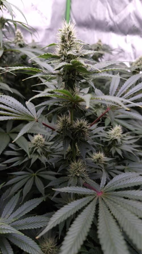 🥦Sticky Broccoli - EC 2026🏆. Week 10