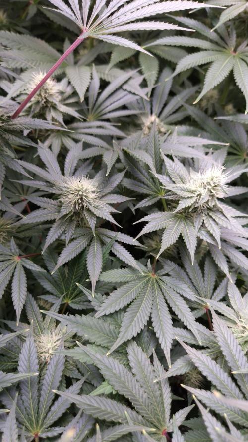🥦Sticky Broccoli - EC 2026🏆. Week 10