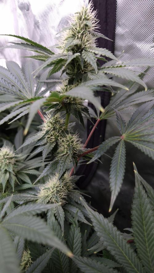 🥦Sticky Broccoli - EC 2026🏆. Week 10