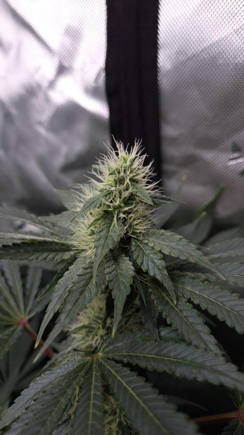 🥦Sticky Broccoli - EC 2026🏆. Week 10