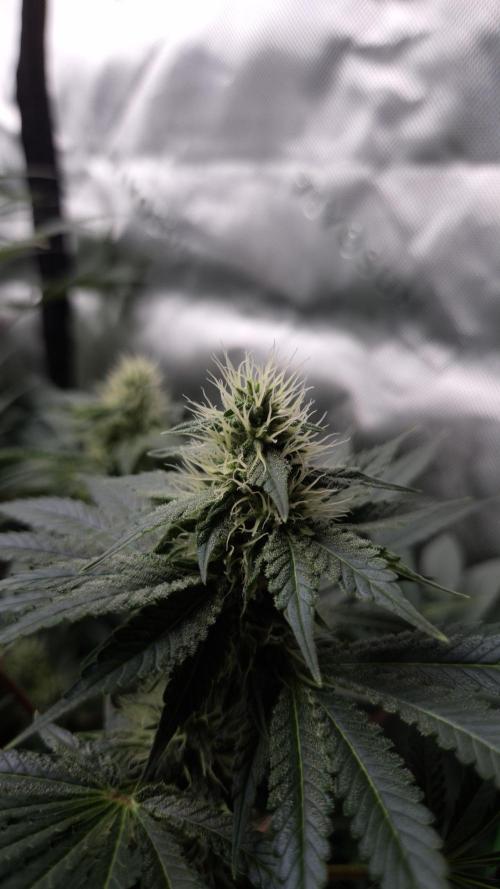 🥦Sticky Broccoli - EC 2026🏆. Week 10