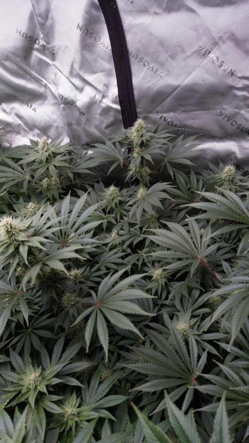 🥦Sticky Broccoli - EC 2026🏆. Week 10