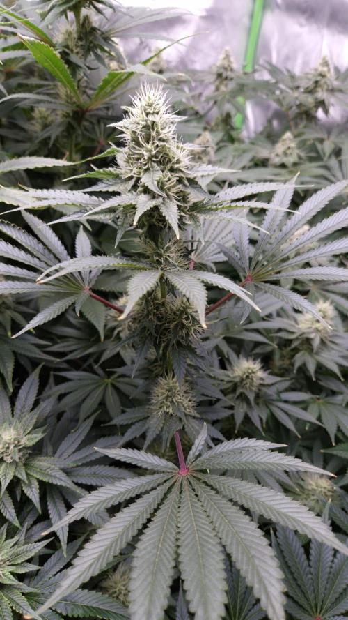 🥦Sticky Broccoli - EC 2026🏆. Week 11
