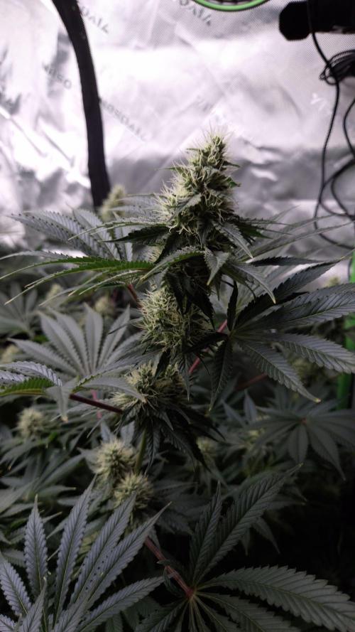 🥦Sticky Broccoli - EC 2026🏆. Week 11