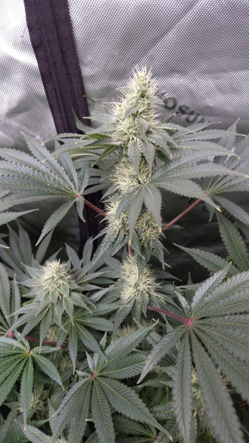 🥦Sticky Broccoli - EC 2026🏆. Week 11