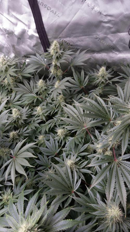 🥦Sticky Broccoli - EC 2026🏆. Week 11