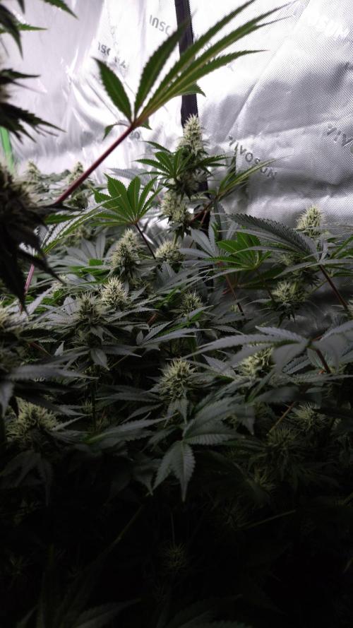 🥦Sticky Broccoli - EC 2026🏆. Week 11