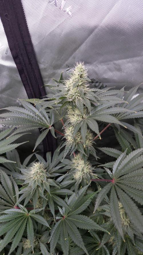 🥦Sticky Broccoli - EC 2026🏆. Week 11