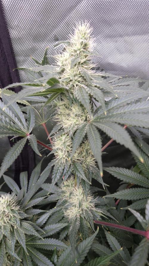 🥦Sticky Broccoli - EC 2026🏆. Week 11
