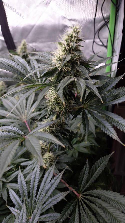 🥦Sticky Broccoli - EC 2026🏆. Week 11