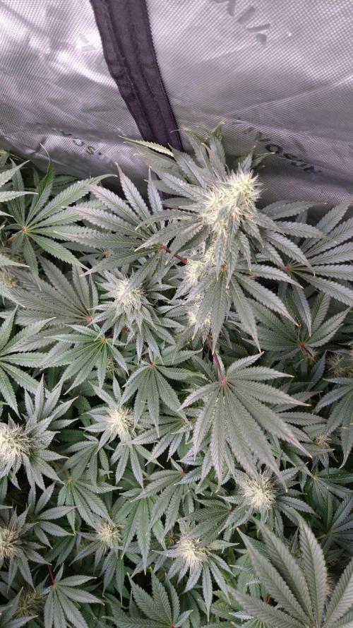 🥦Sticky Broccoli - EC 2026🏆. Week 11