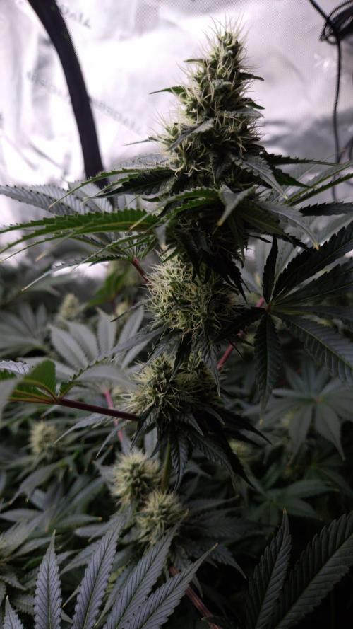 🥦Sticky Broccoli - EC 2026🏆. Week 11