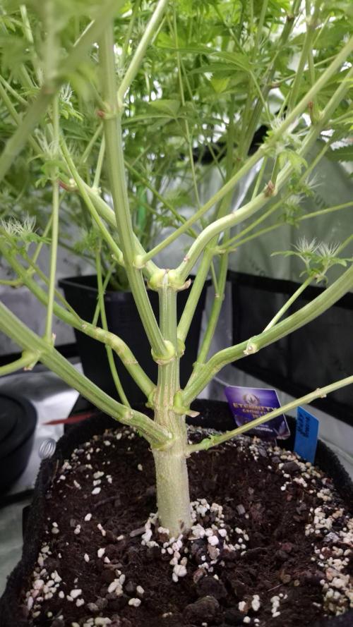🥦Sticky Broccoli - EC 2026🏆. Week 12