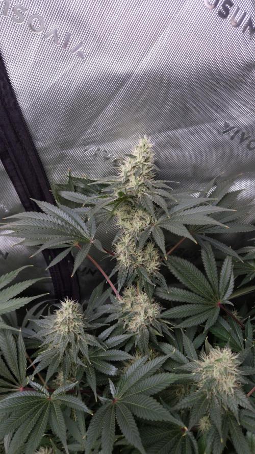 🥦Sticky Broccoli - EC 2026🏆. Week 12