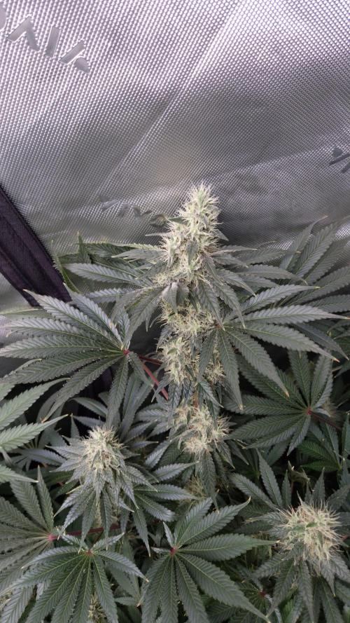 🥦Sticky Broccoli - EC 2026🏆. Week 12