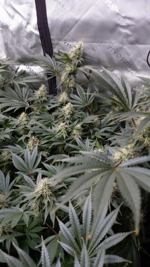 🥦Sticky Broccoli - EC 2026🏆. Week 12