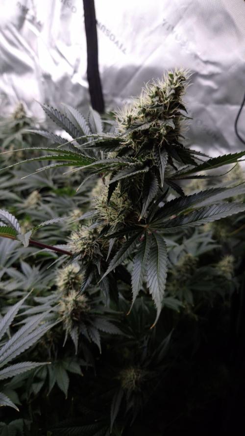 🥦Sticky Broccoli - EC 2026🏆. Week 12