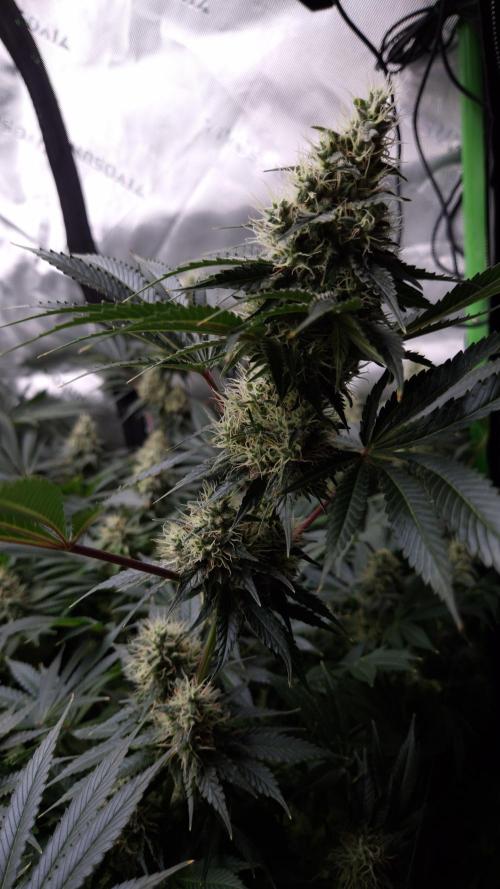 🥦Sticky Broccoli - EC 2026🏆. Week 12