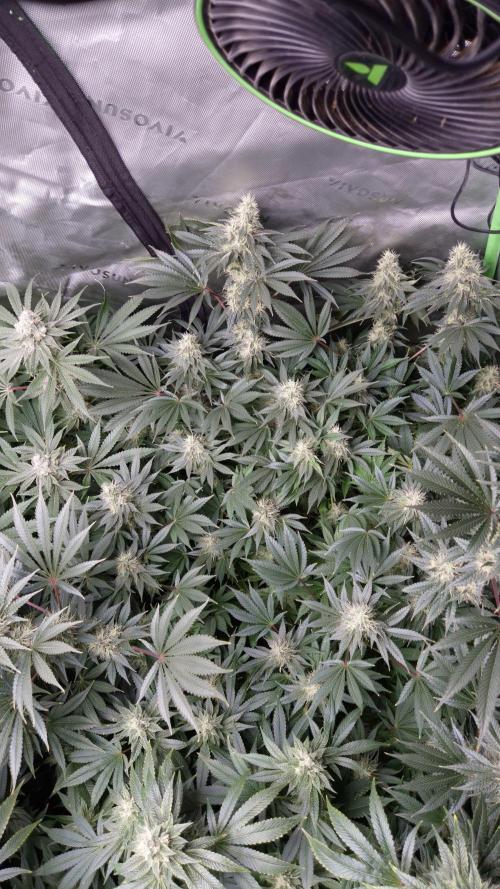 🥦Sticky Broccoli - EC 2026🏆. Week 12