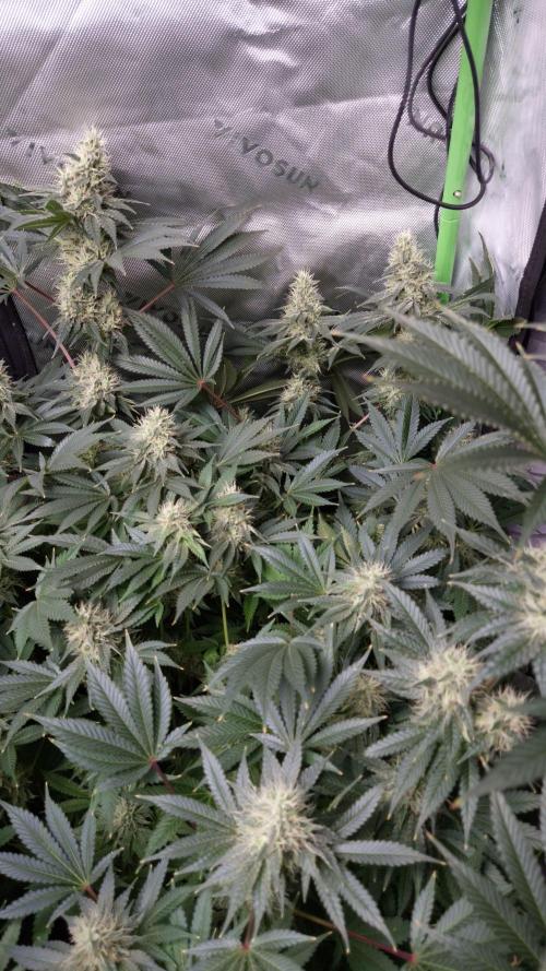 🥦Sticky Broccoli - EC 2026🏆. Week 12