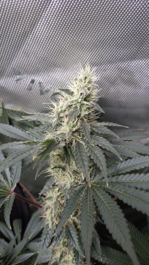 🥦Sticky Broccoli - EC 2026🏆. Week 12