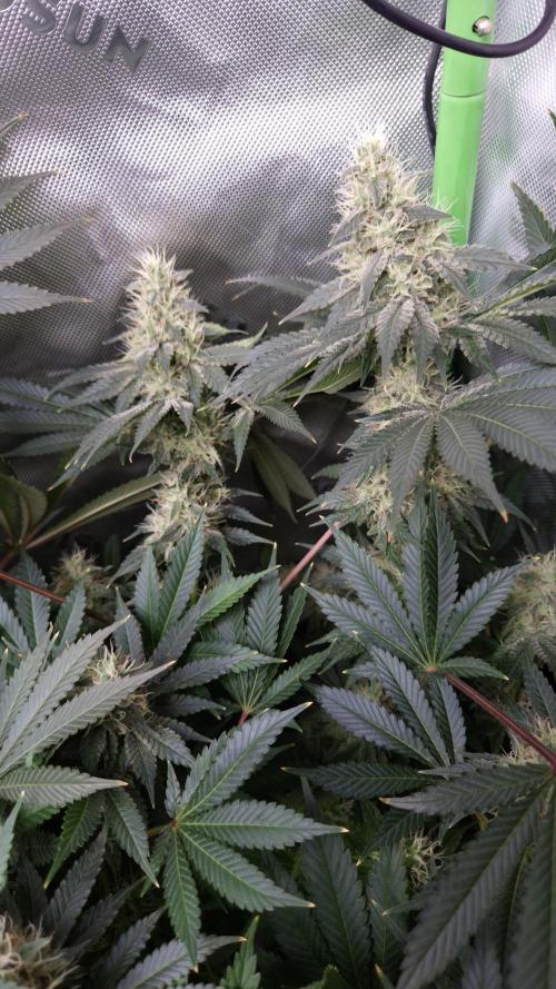 🥦Sticky Broccoli - EC 2026🏆. Week 12