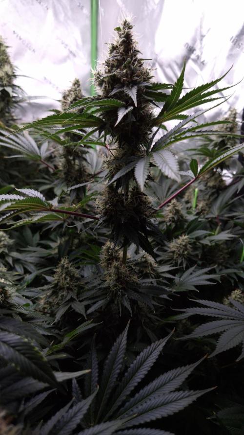🥦Sticky Broccoli - EC 2026🏆. Week 13