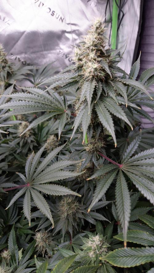 🥦Sticky Broccoli - EC 2026🏆. Week 13