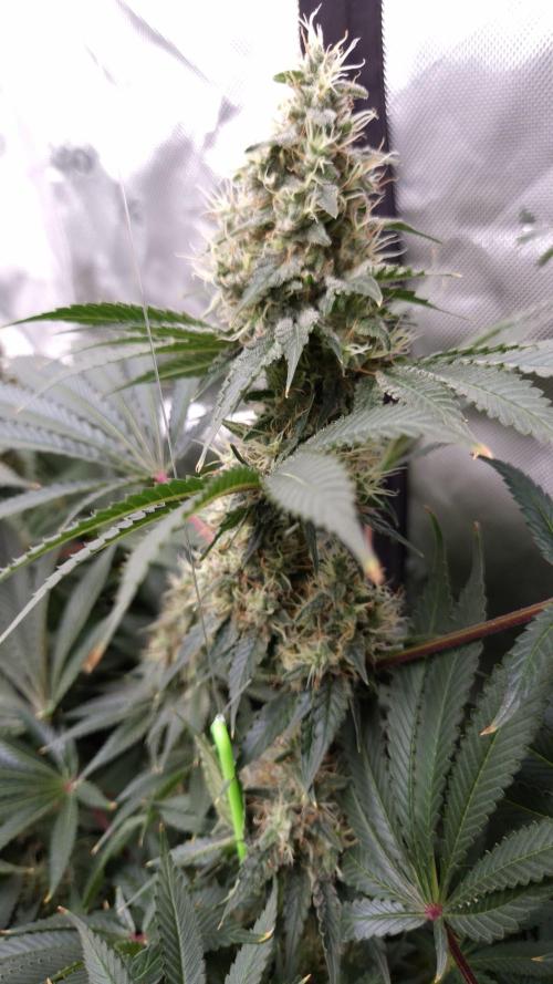 🥦Sticky Broccoli - EC 2026🏆. Week 13