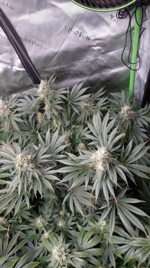 🥦Sticky Broccoli - EC 2026🏆. Week 13
