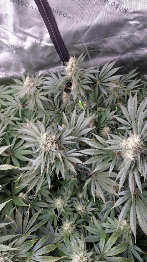 🥦Sticky Broccoli - EC 2026🏆. Week 13