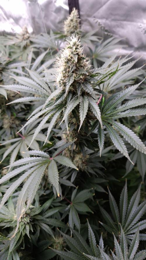 🥦Sticky Broccoli - EC 2026🏆. Week 13