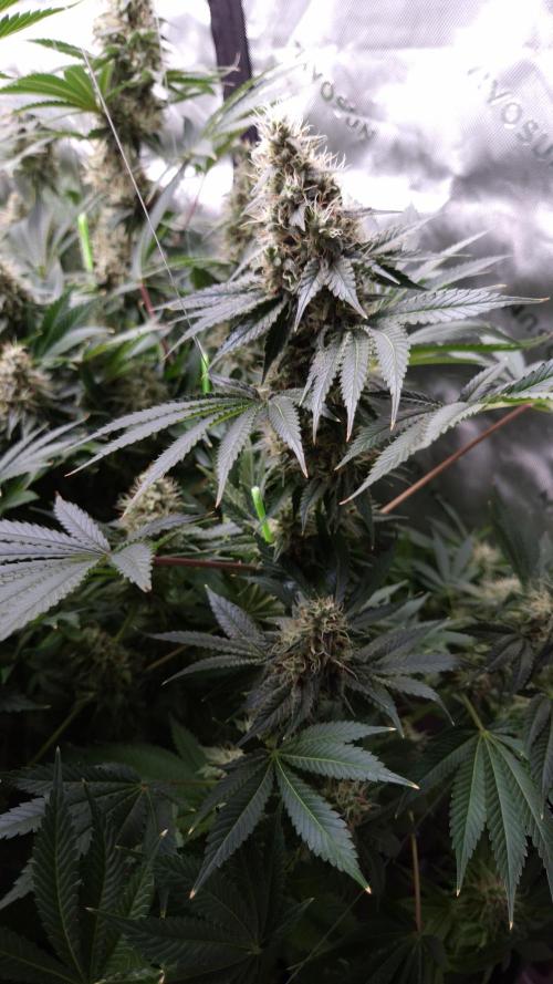🥦Sticky Broccoli - EC 2026🏆. Week 13