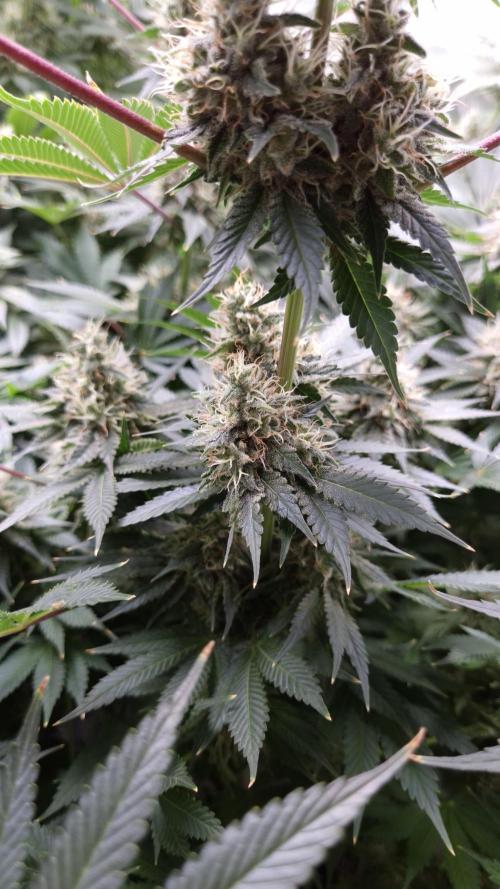 🥦Sticky Broccoli - EC 2026🏆. Week 13