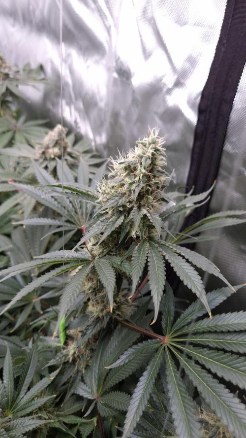 🥦Sticky Broccoli - EC 2026🏆. Week 13