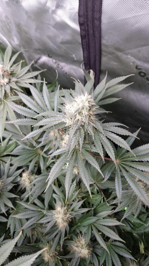 🥦Sticky Broccoli - EC 2026🏆. Week 13