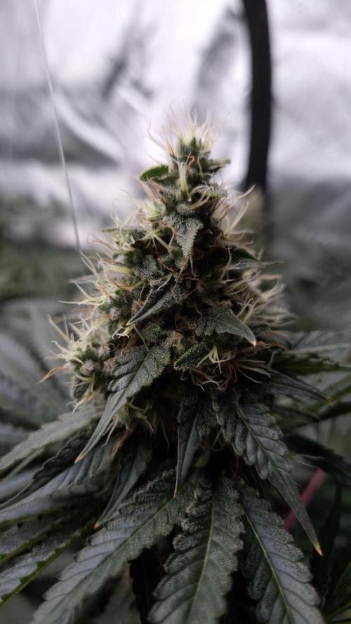 🥦Sticky Broccoli - EC 2026🏆. Week 13