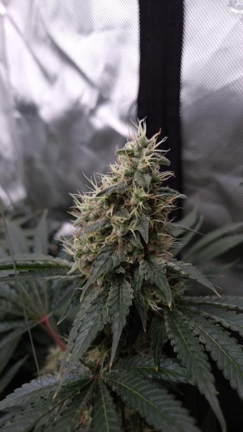 🥦Sticky Broccoli - EC 2026🏆. Week 13