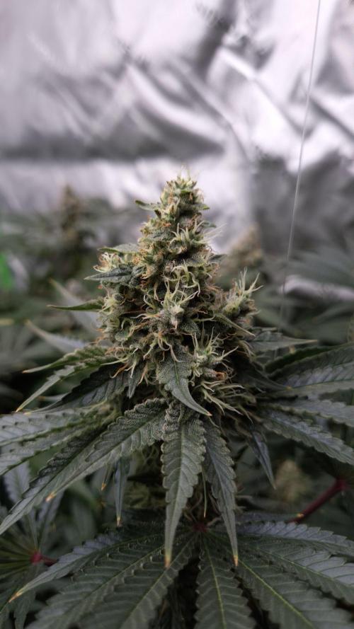 🥦Sticky Broccoli - EC 2026🏆. Week 13